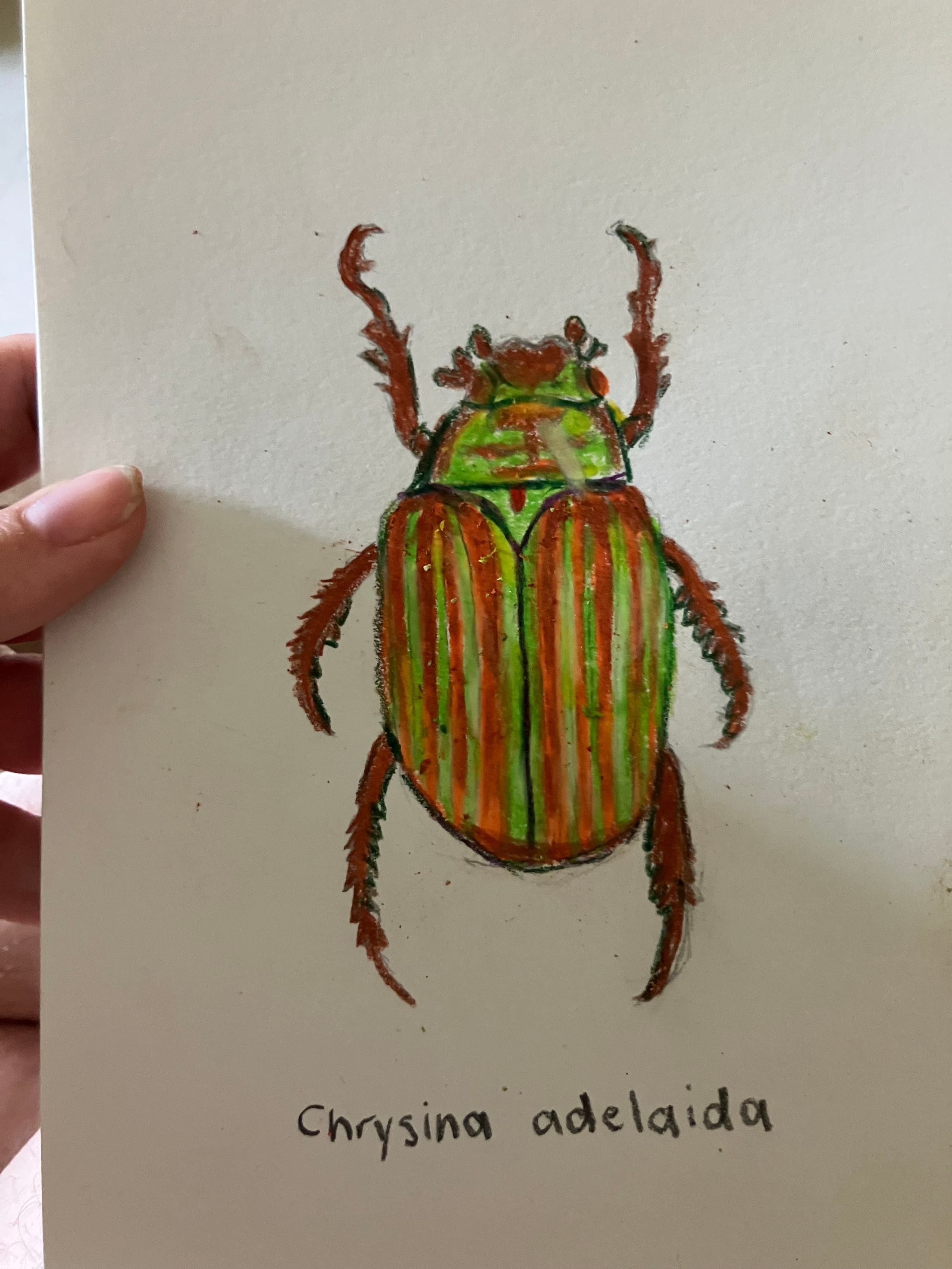 Chrysina Adelaida