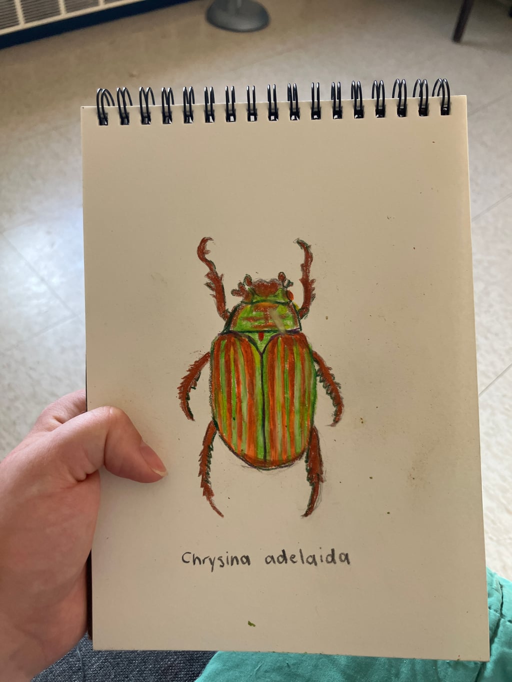 Chrysina Adelaida - view 2