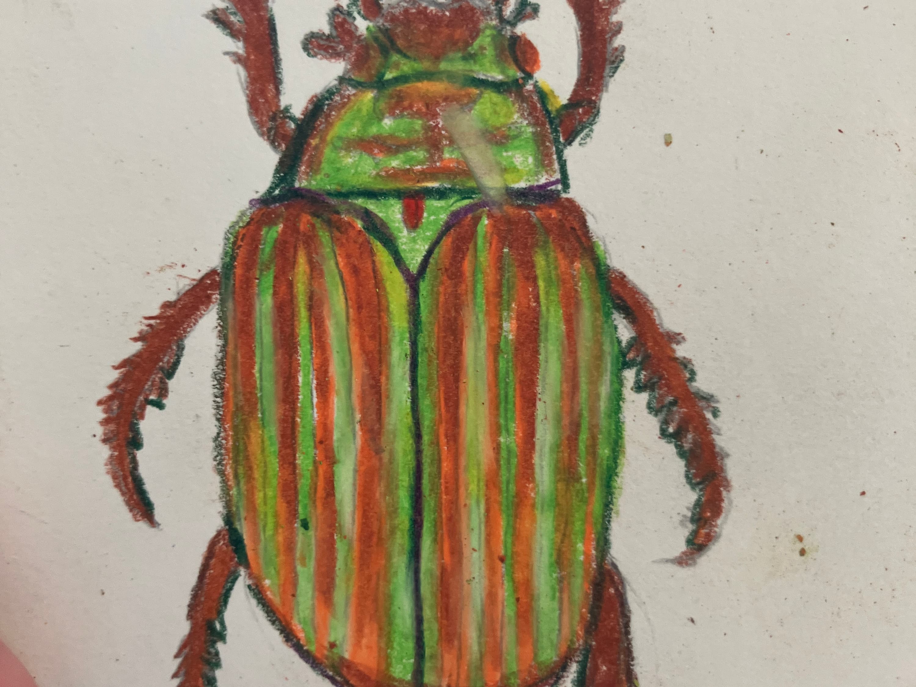 Chrysina Adelaida - view 4