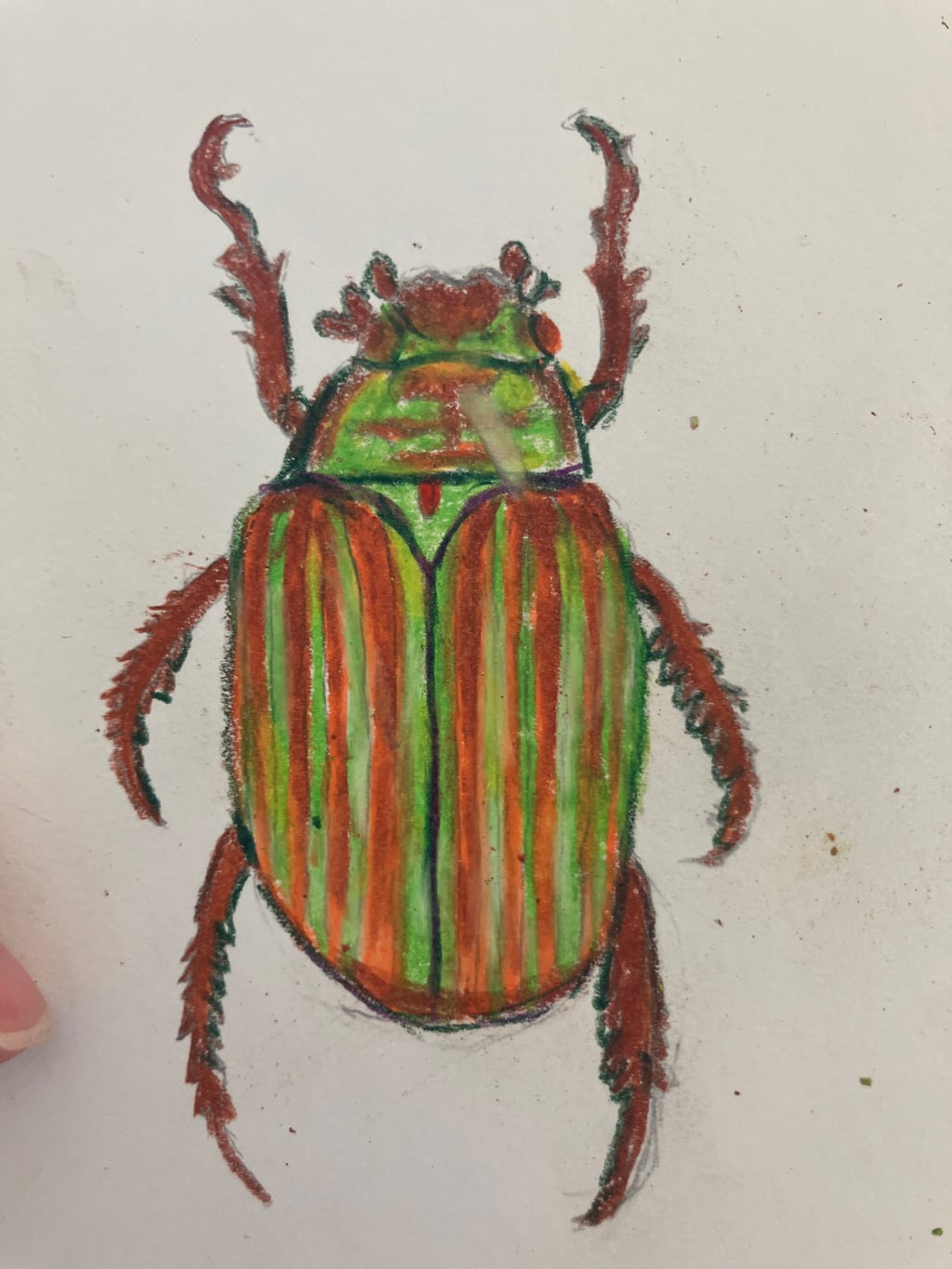 Chrysina Adelaida - view 3