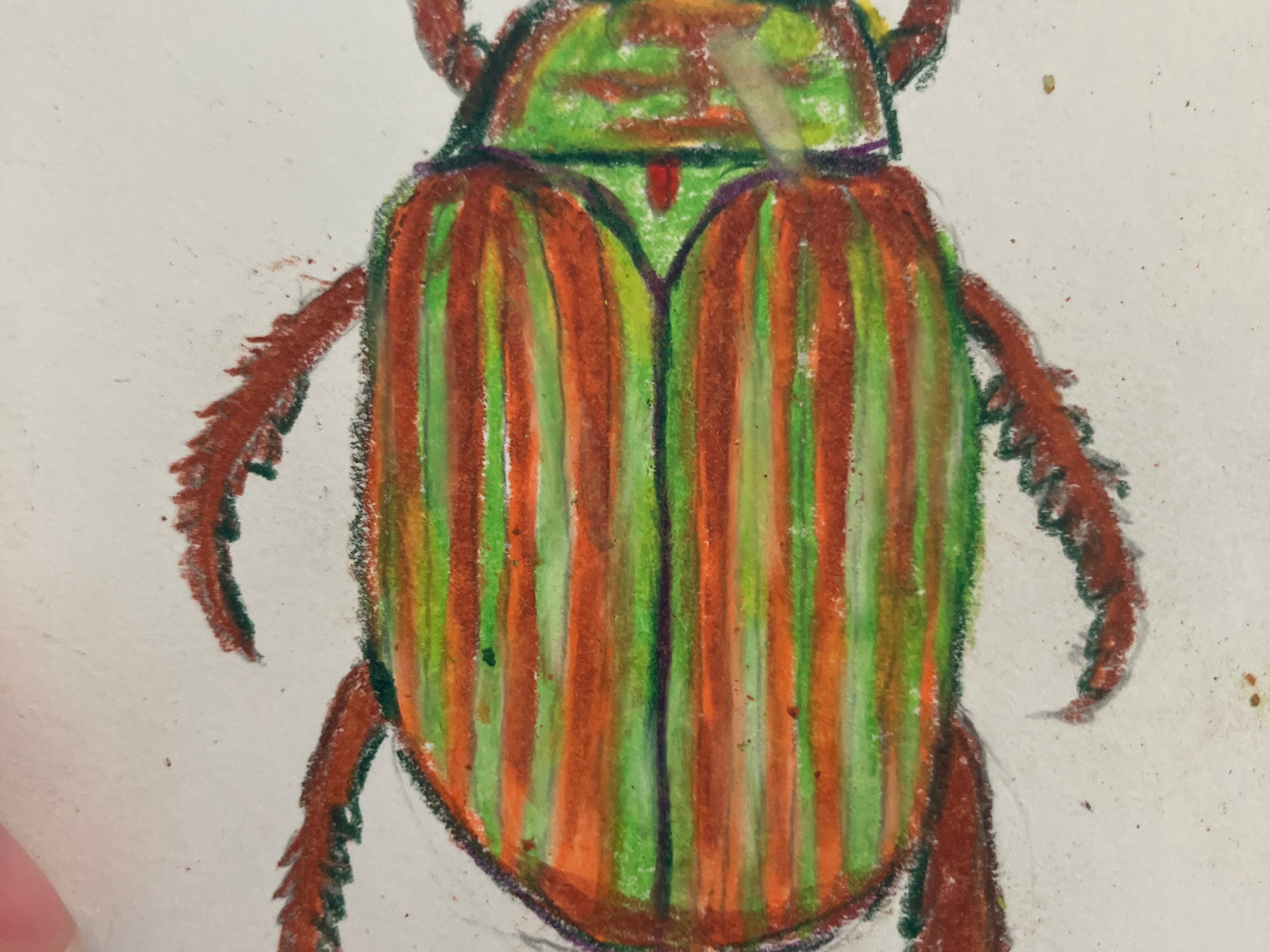 Chrysina Adelaida - view 5