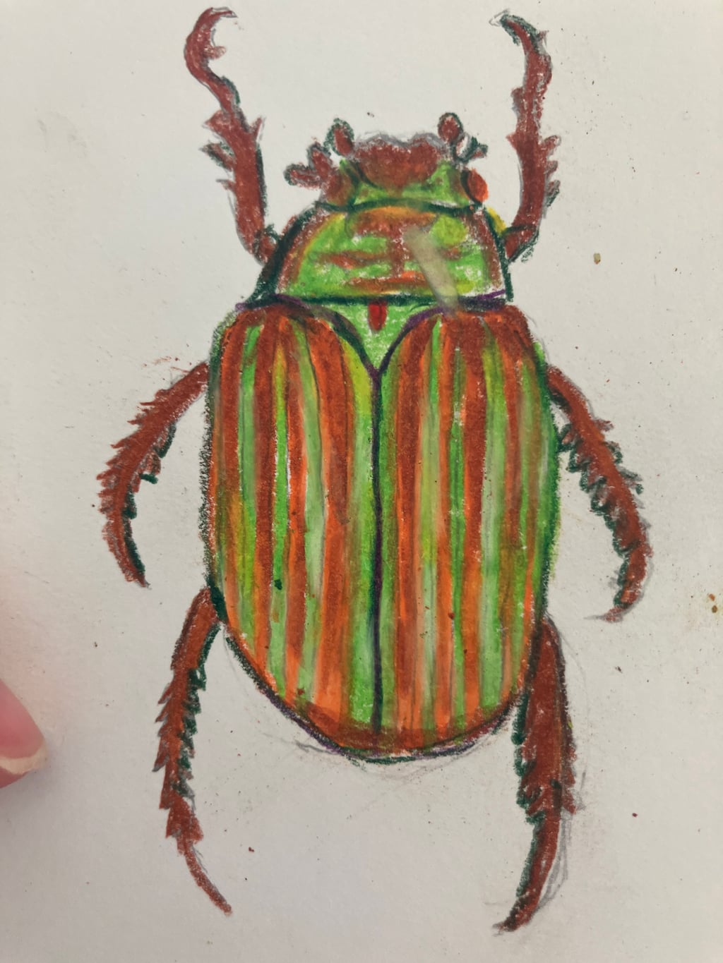 Chrysina Adelaida - view 4