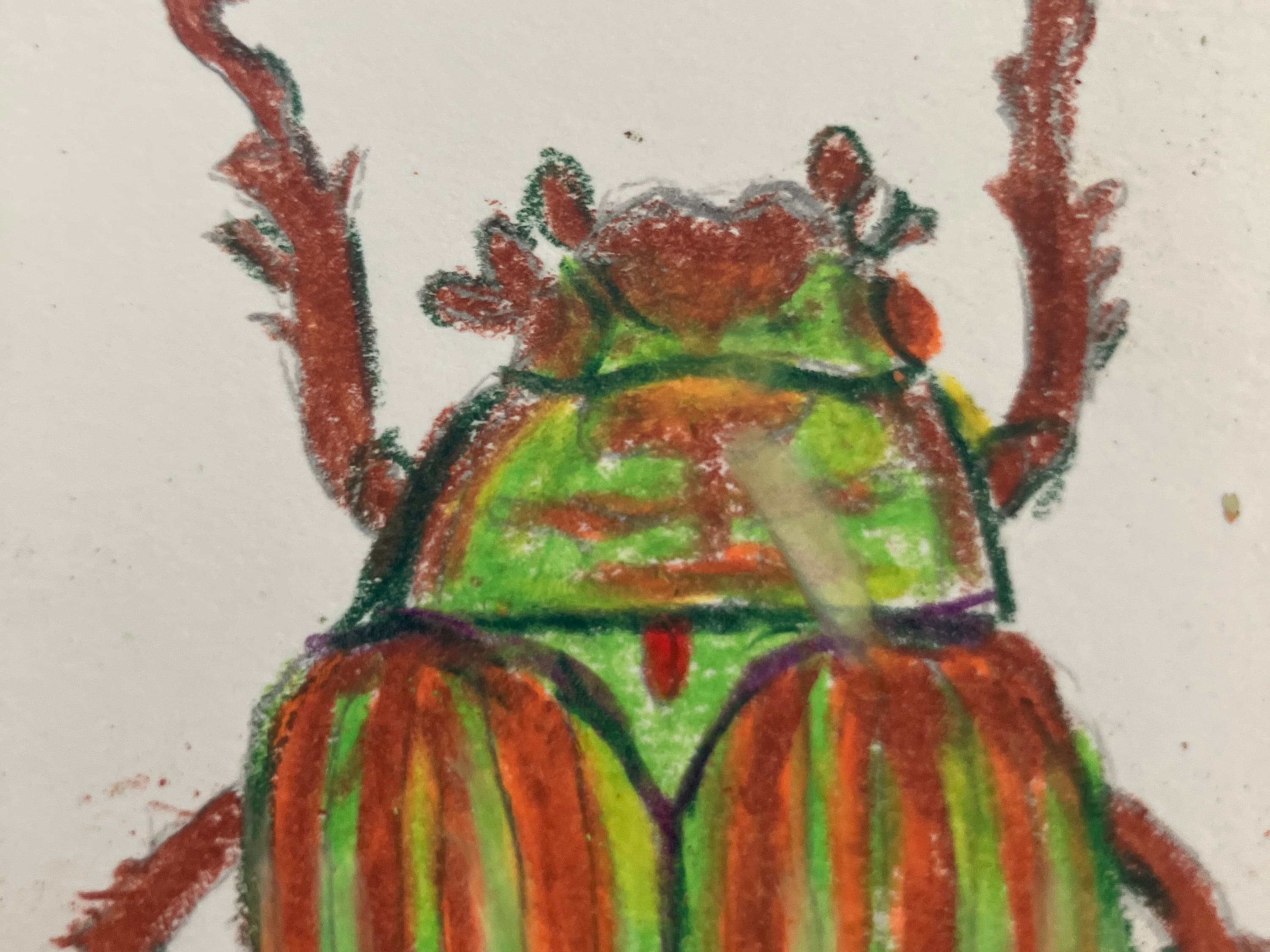 Chrysina Adelaida - view 6