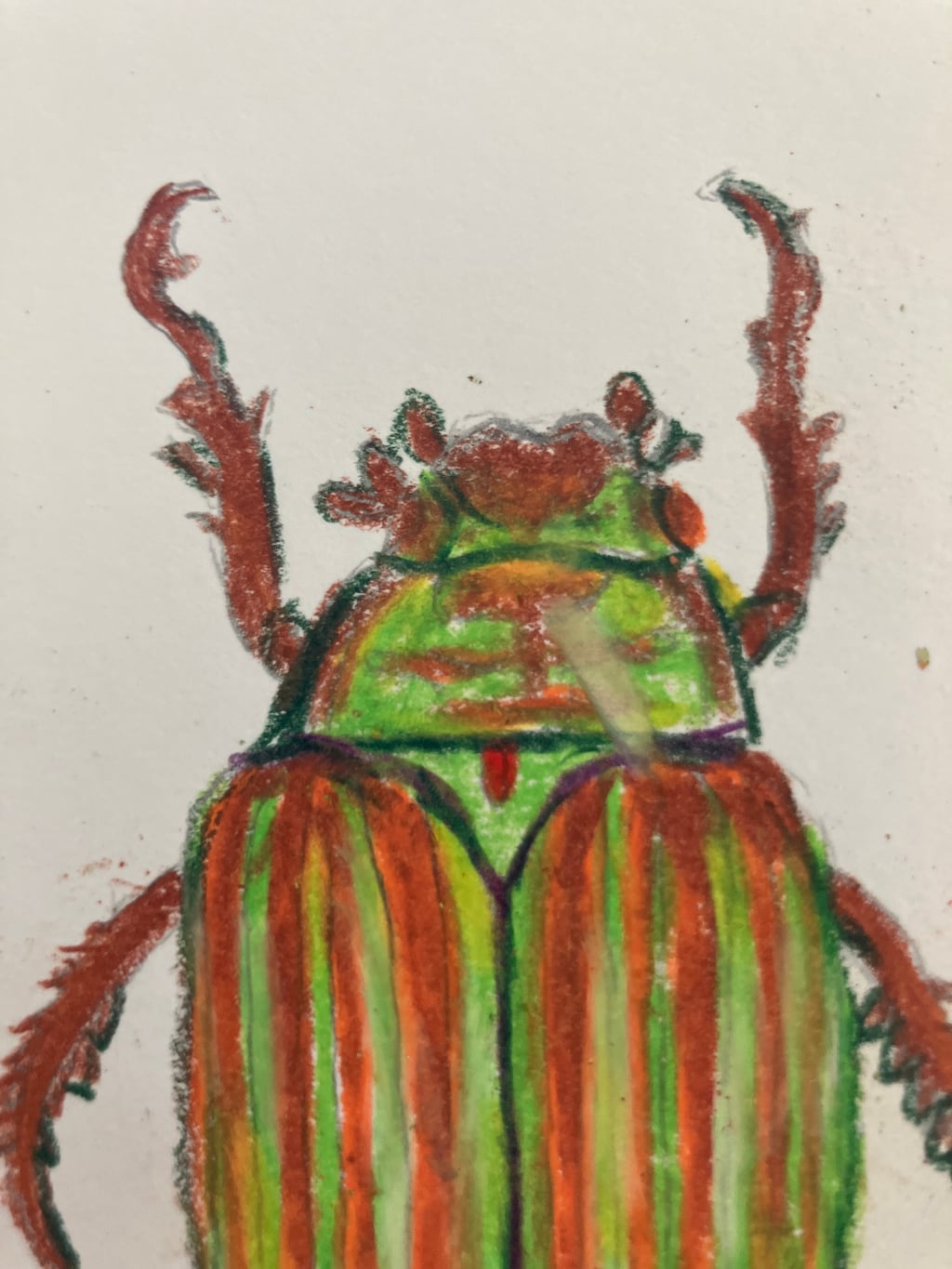 Chrysina Adelaida - view 5