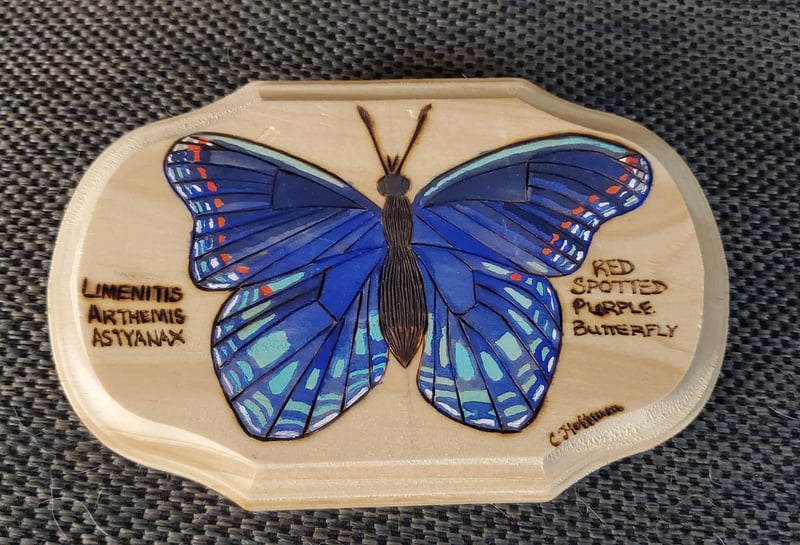 Red Spotted Purple Butterfly