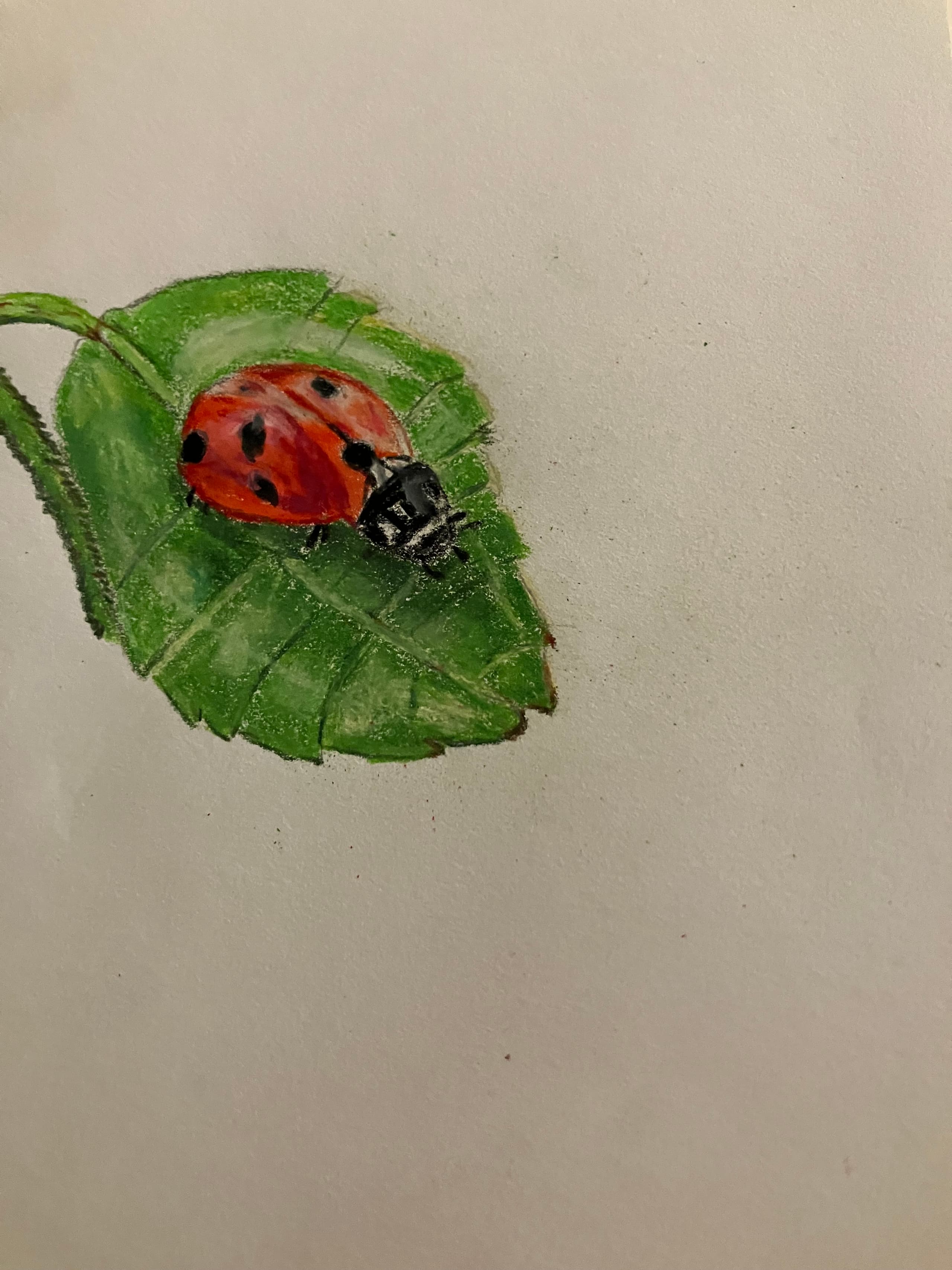 The Little Ladybug