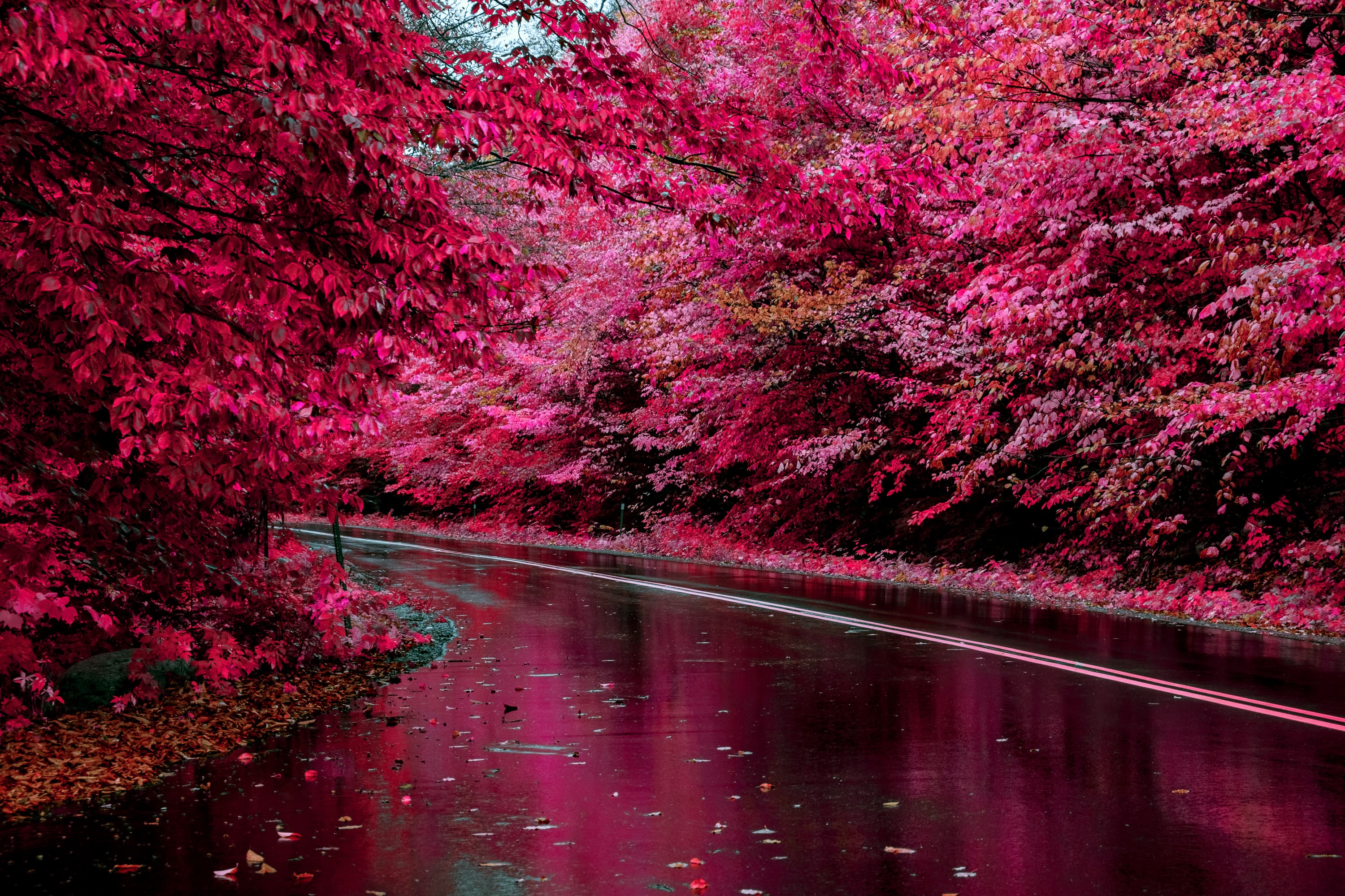 Red Rain