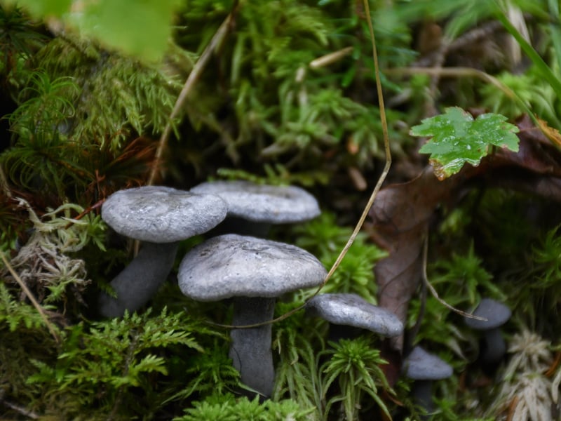 Woah! They look purple!, Digital Photography, 12 × 24 × 1 in, by Emme Johnson