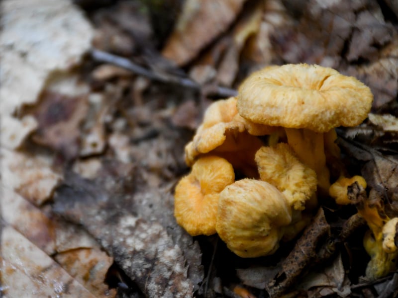 Yellow in the Dead, Digital Photography, 11 × 14 × 1 in, by Emme Johnson