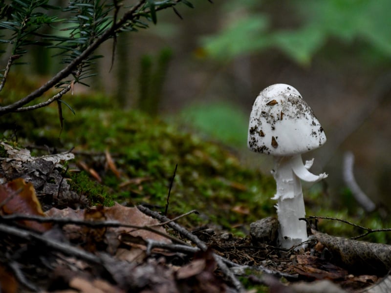Flaky White, Digital Photography, 11 × 14 × 1 in, by Emme Johnson