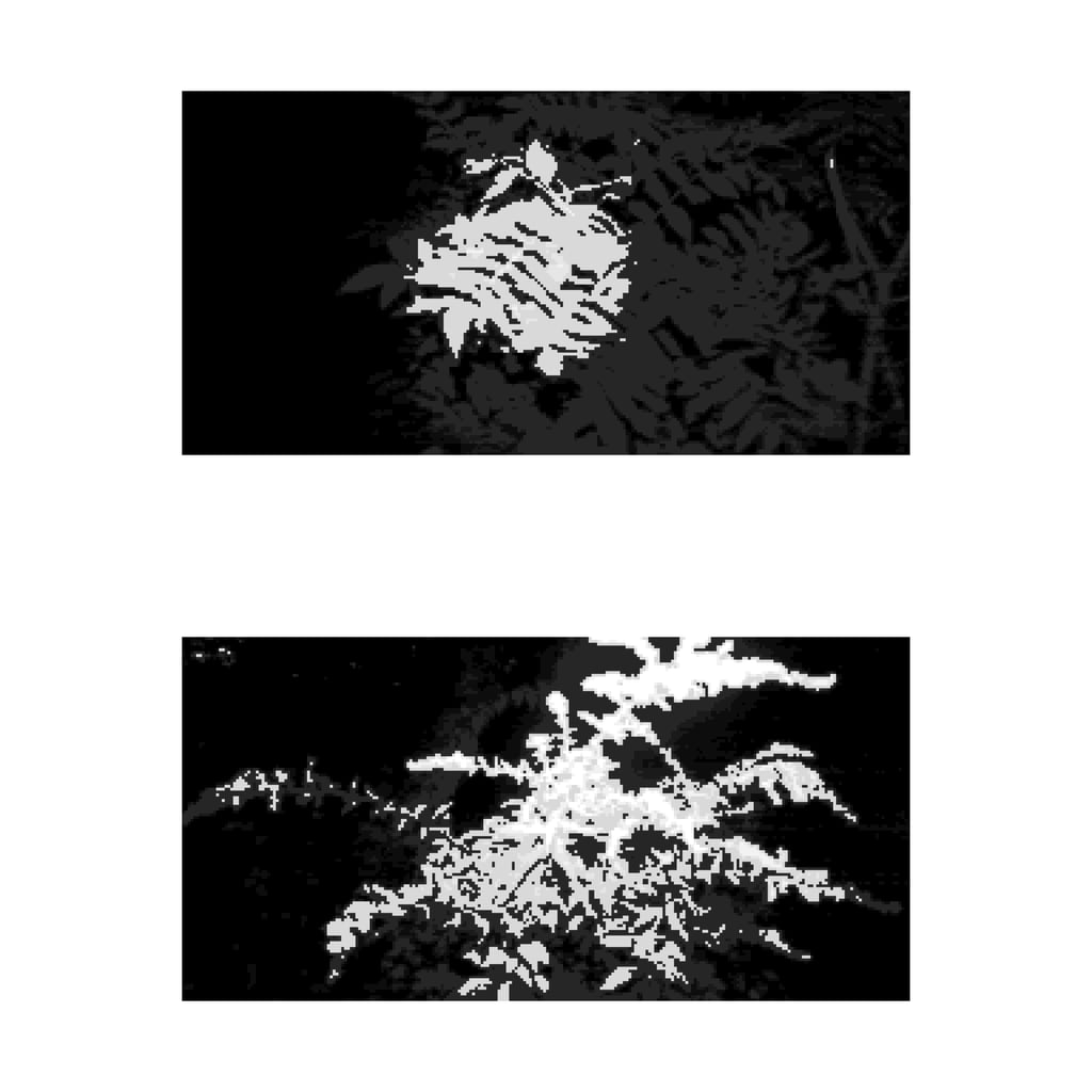 woods__(leaves in the dark)