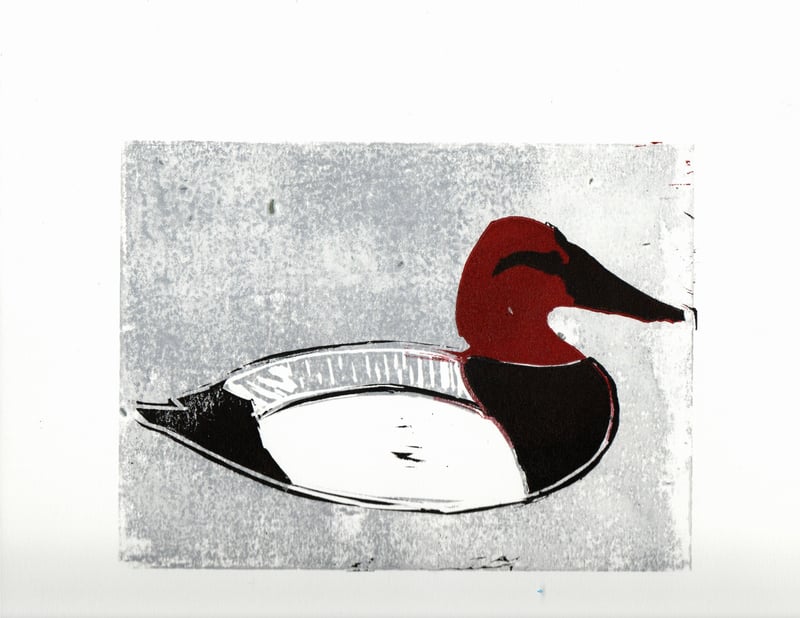 Canvasback