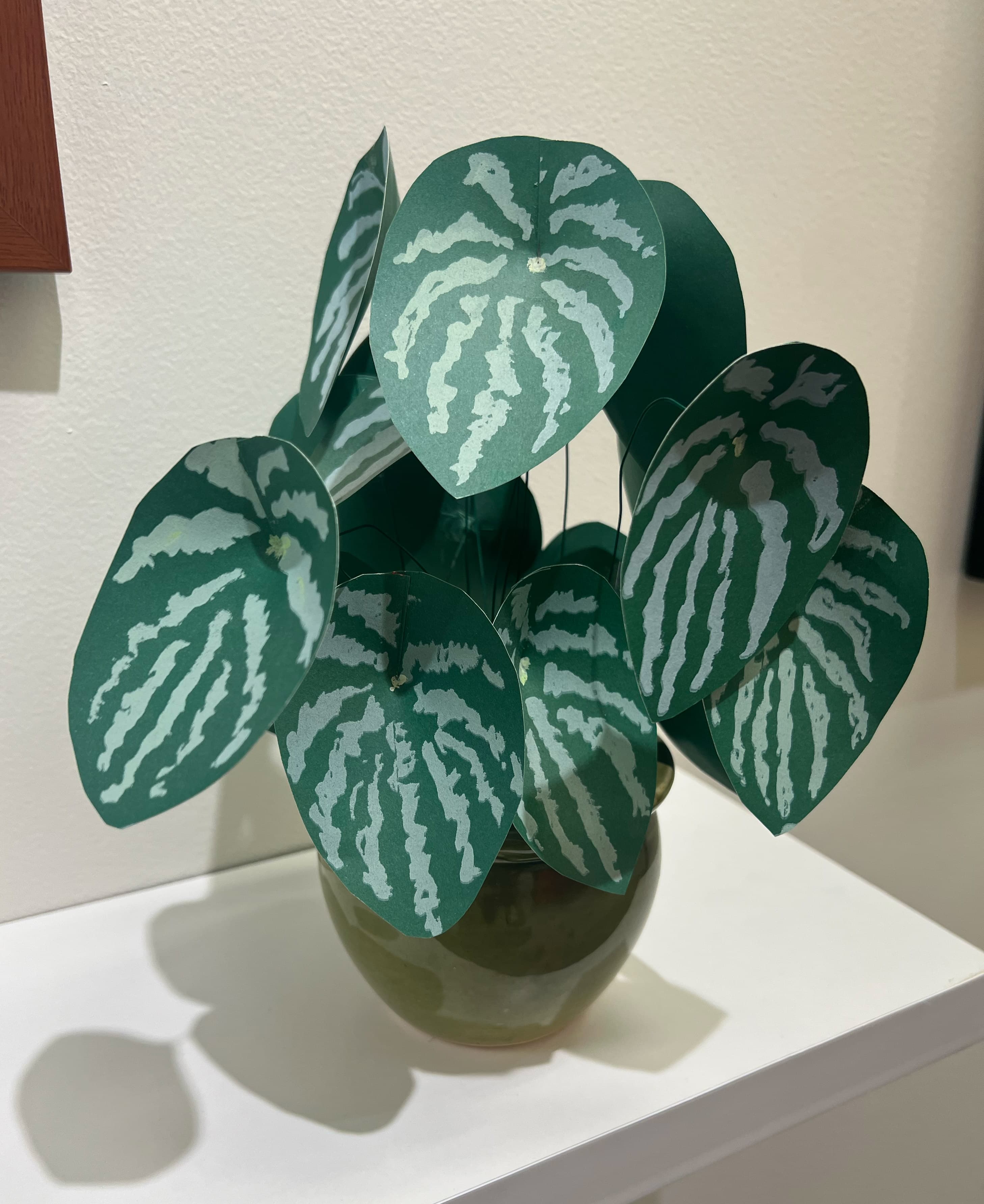 Peperomia