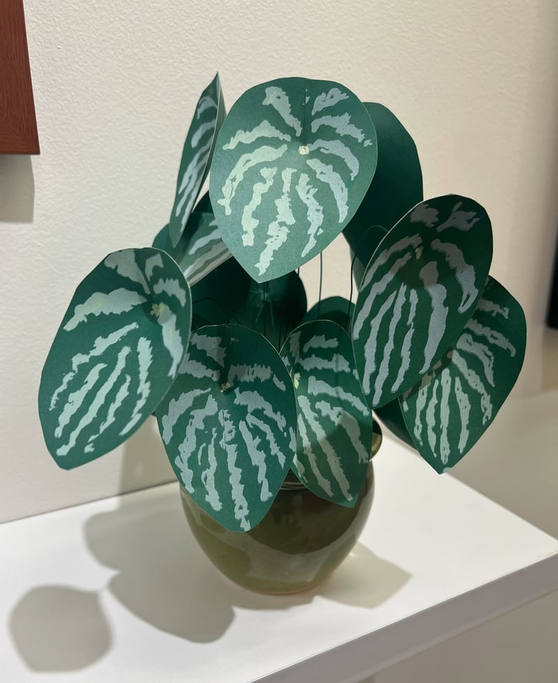 Peperomia