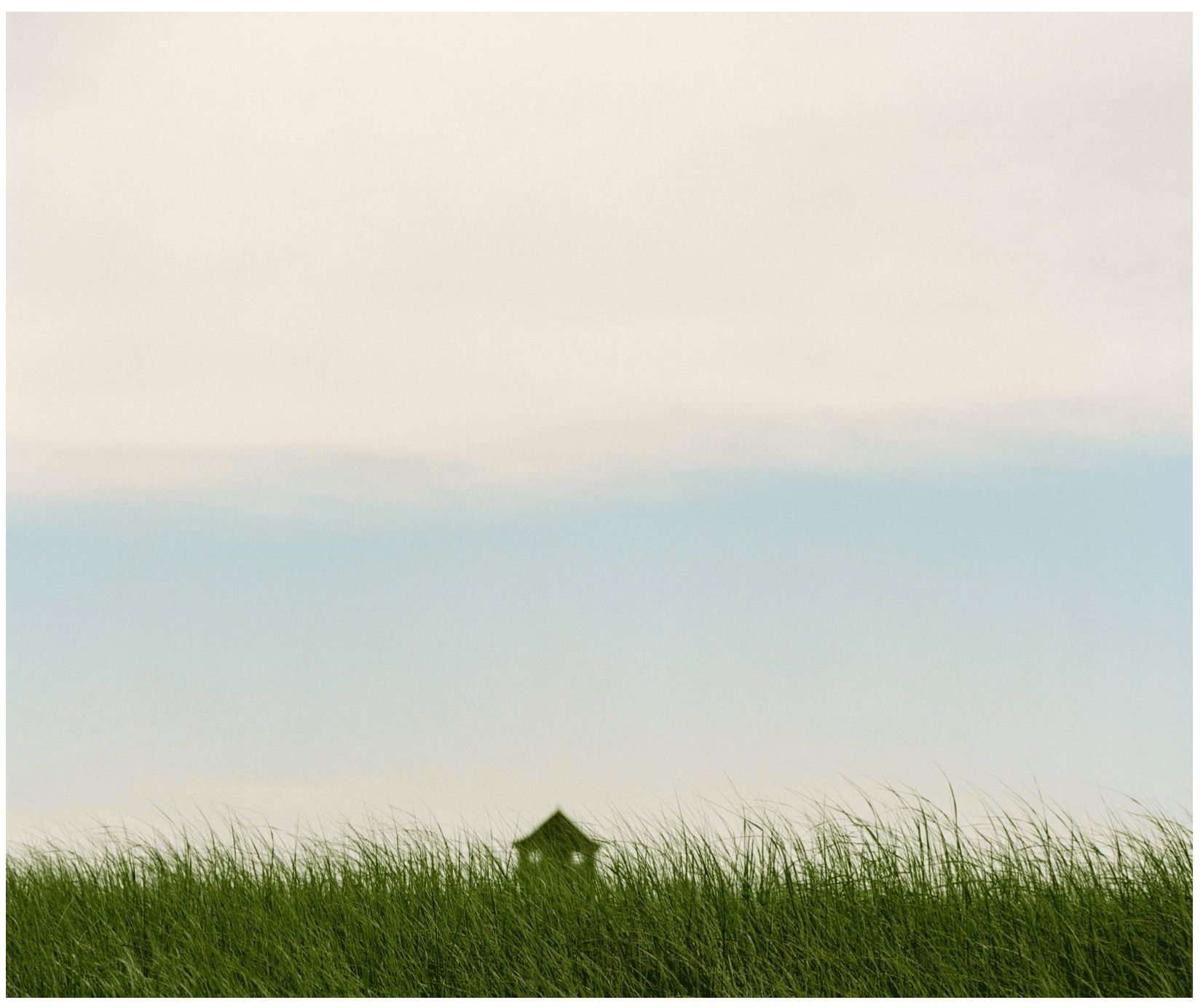 Tall grass, Cape Cod