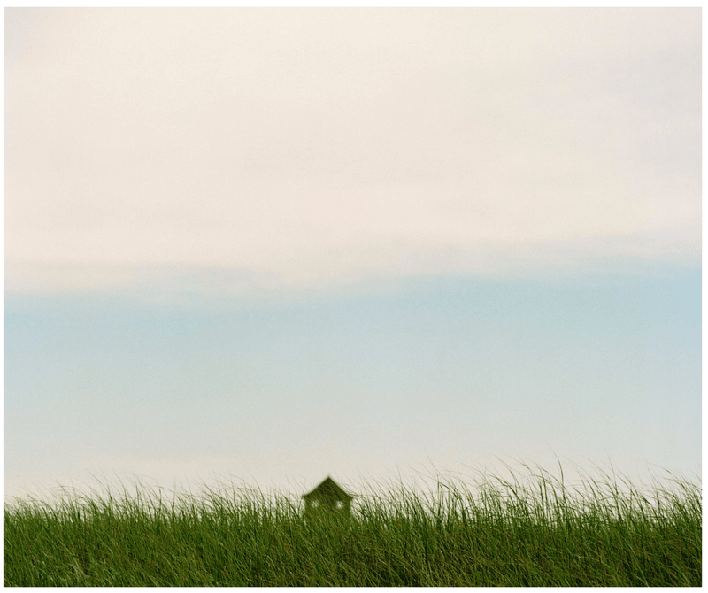 Tall grass, Cape Cod