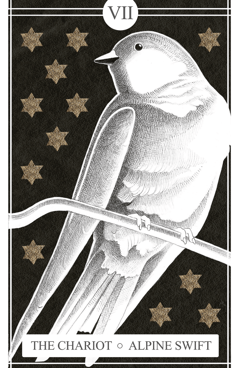VII The Chariot | Alpine Swift (Print)